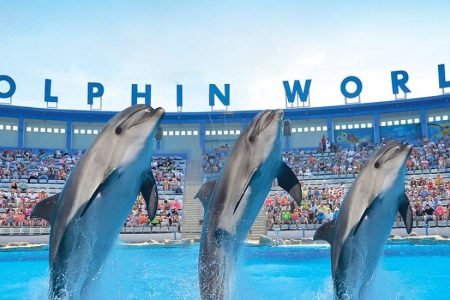 Dolphin Show Hurghada