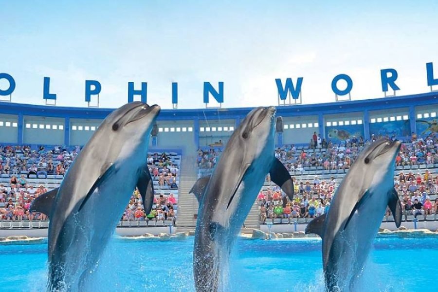 Dolphin Show Hurghada